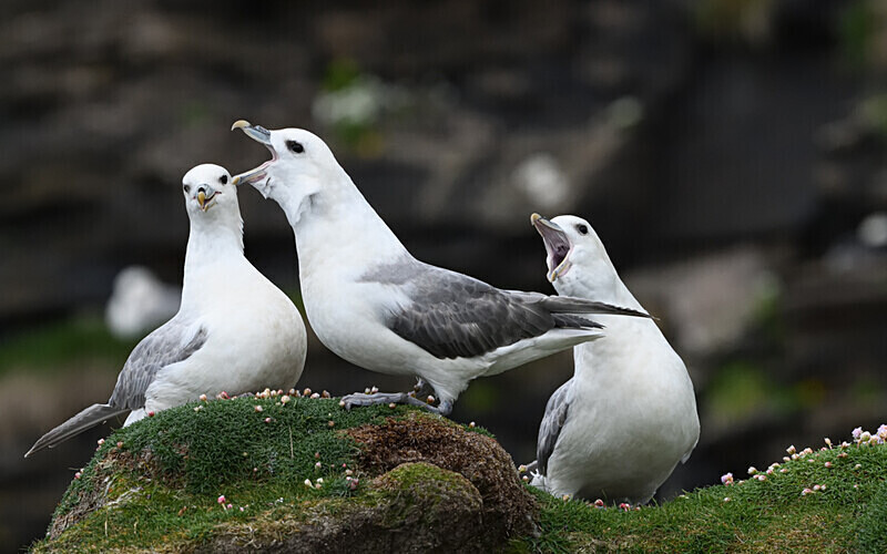 Fulmars - Shetlands and Cairngorn national park (Scotland)