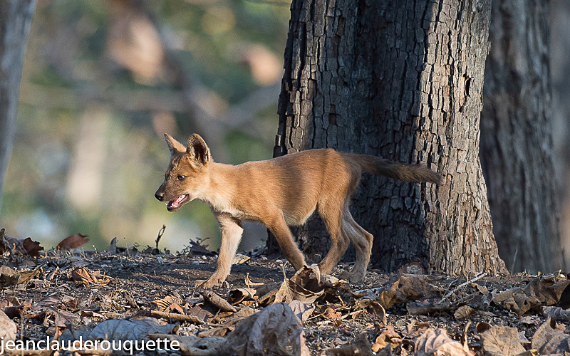 Cub - Pench national park (India 2016)