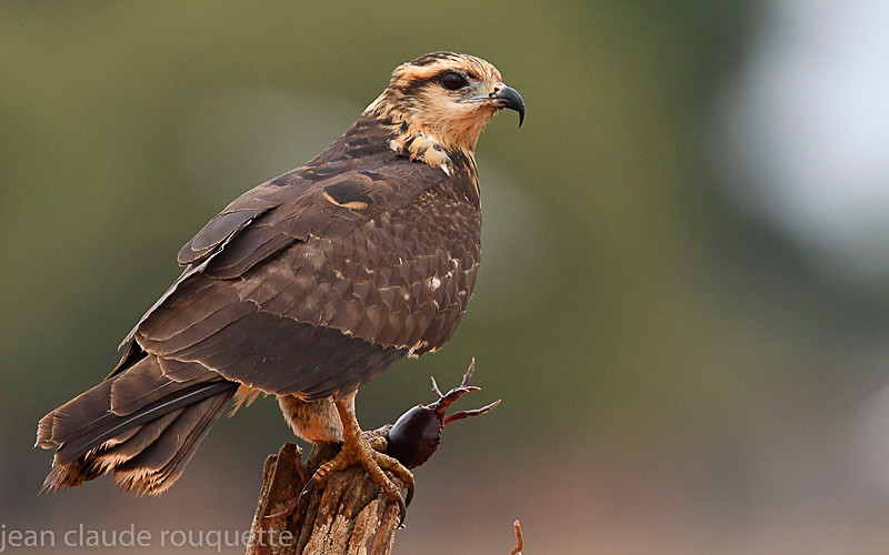  - Pantanal 2018 Porto Jofré