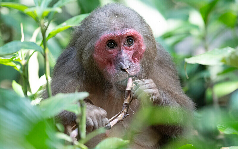 Old male Stump-tailed Macaque - Hollongapar wildlife sanctuary North East India 2025