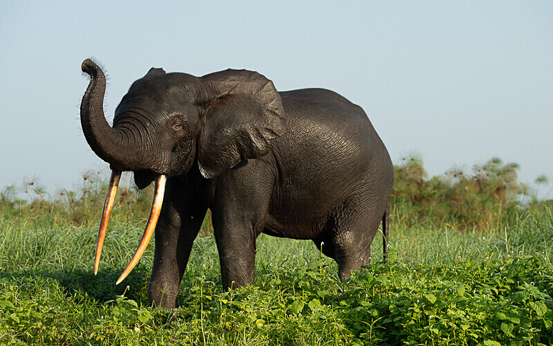  - Loango national park (Gabon 2024)