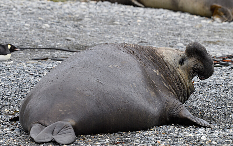 Male elephant seal - Ushuaïa Malvinas South Georgia Antartica Peninsula
