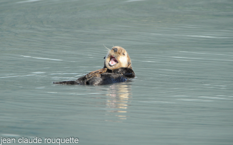 Smiling - Kenai fjord (Alaska 2010)