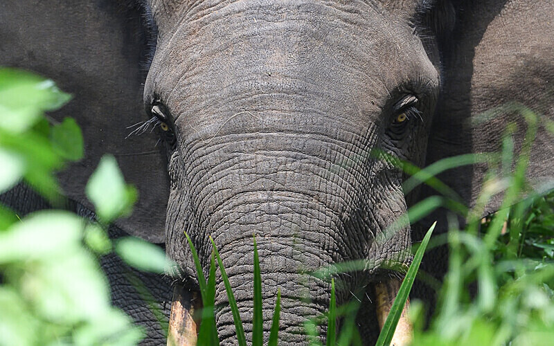  - Ivindo national park (Gabon 2024)
