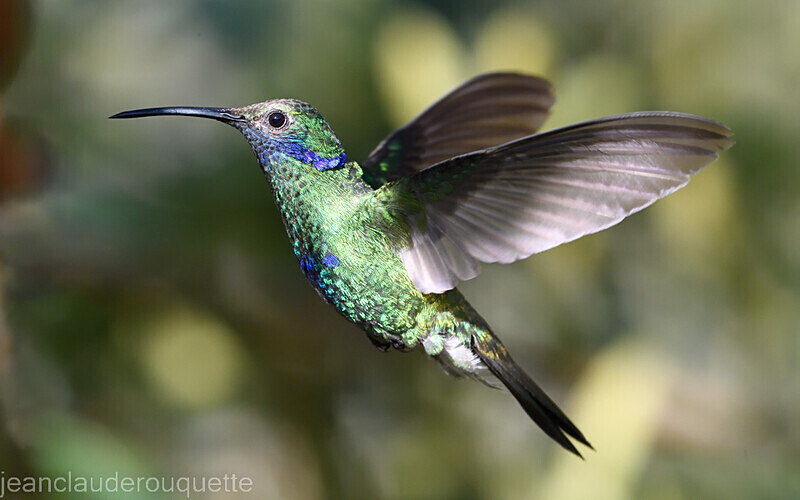Sparkling Violetear - Huembo lodge  2022 Colibris du Pérou