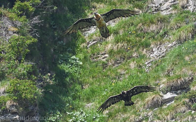 Conflit territorial - Alpes 2021-2022 Gypaètes et Cerfs
