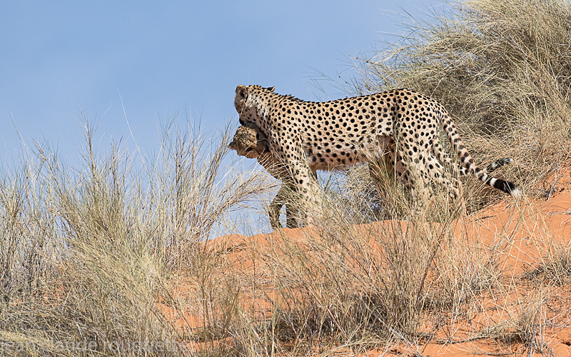  - Kgalagadi transfrontier park (2017)