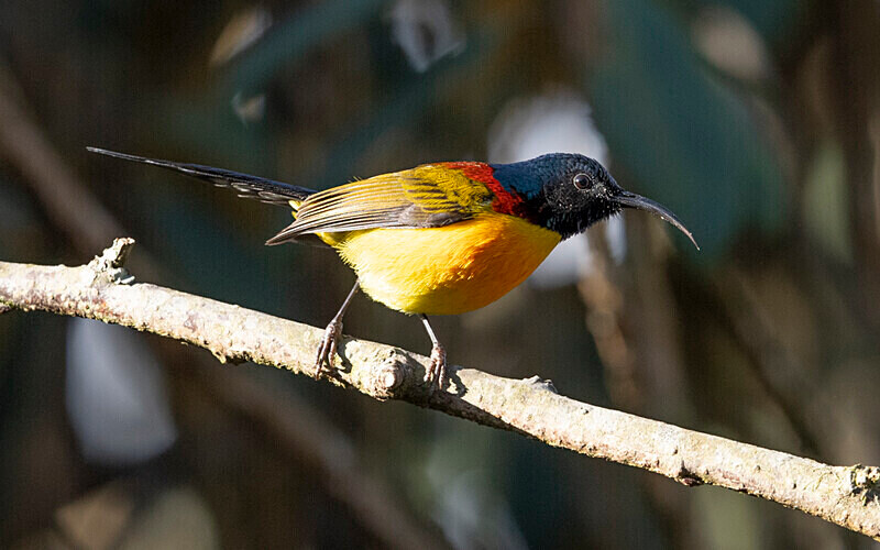 Green-tailed Sunbird - Singalila National Park February 2025 North East India