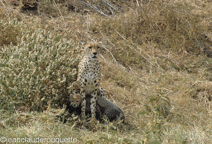 Cheetah's family - Serengeti N.P. and N'gorongoro Tanzania 1998, 2005 and 2006