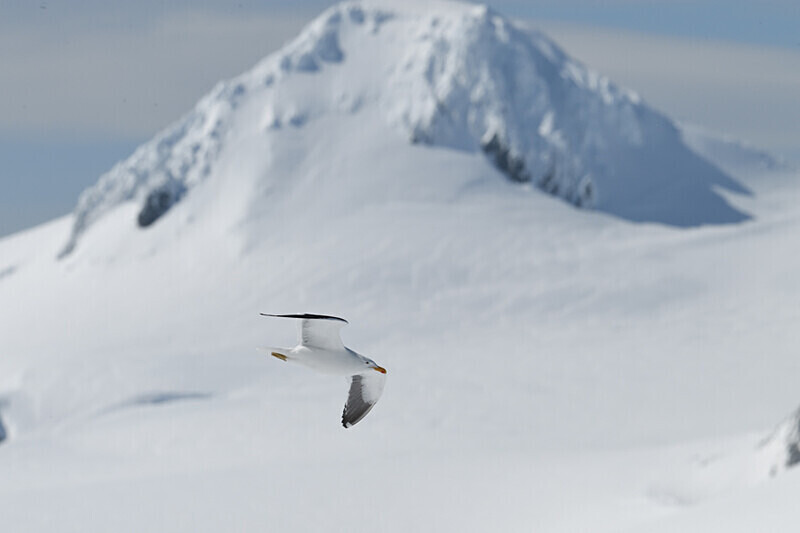 Halfmoon Island - Ushuaïa Malvinas South Georgia Antartica Peninsula