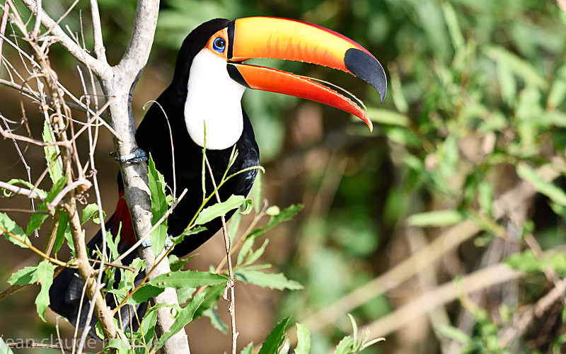  - Pantanal 2018 Porto Jofré