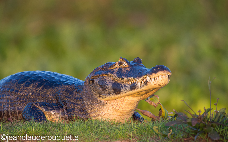 Caiman - Pantanal Brazil 2015