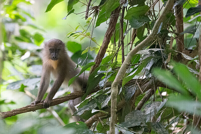 Young mandrill - Parc national de La Lope (Gabon 2024)