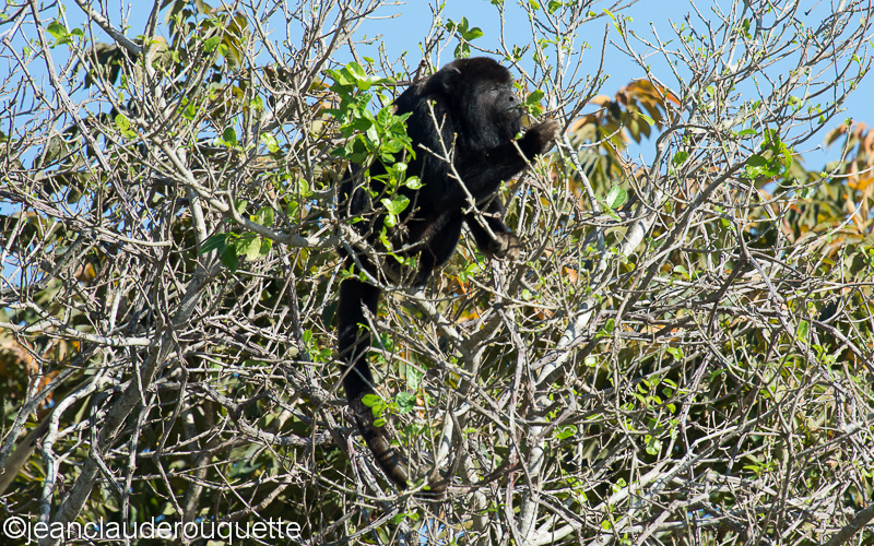 Howler monkey male - Pantanal Brazil 2015