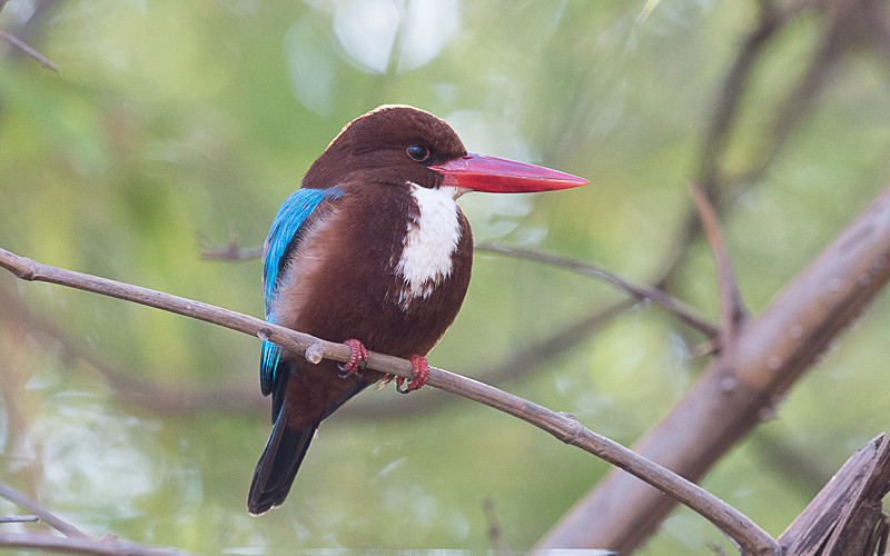 White-throated Kingfisher - Tadoba national park 2017