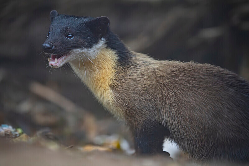 Yellow-throated Marten - Singalila National Park February 2025 North East India
