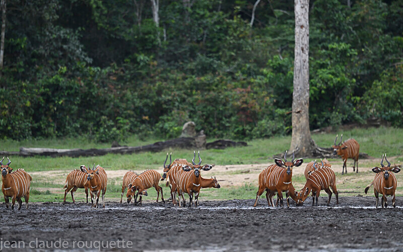  - Dzanga Sangha National Park (République Centrafricaine) 2019
