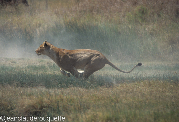  - Serengeti N.P. and N'gorongoro Tanzania 1998, 2005 and 2006
