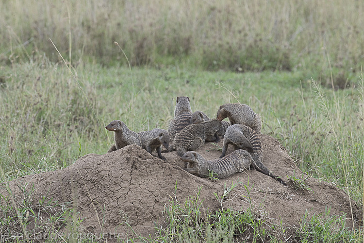Banded mongooses - Serengeti N.P. and N'Gorongoro Tanzania 2018