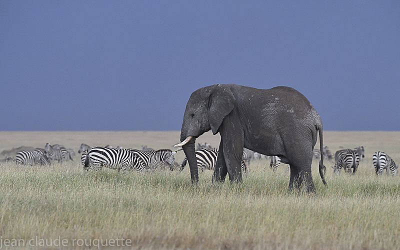  - Serengeti N.P. and N'Gorongoro Tanzania 2018