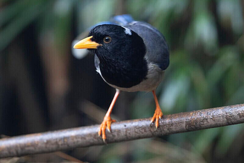 Yellow-billed Blue Magpie - Singalila National Park February 2025 North East India