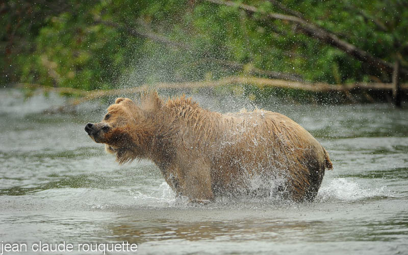 On other grizzly at Margot creek. - Katmaï National Park ( Alaska 2010)