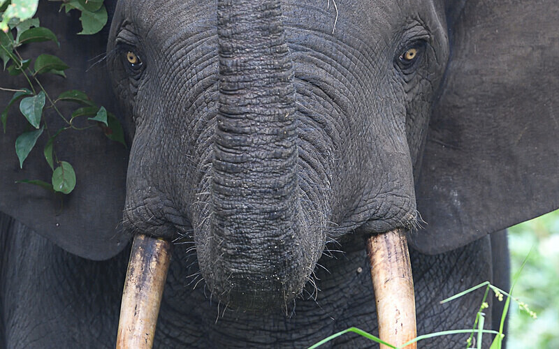  - Ivindo national park (Gabon 2024)