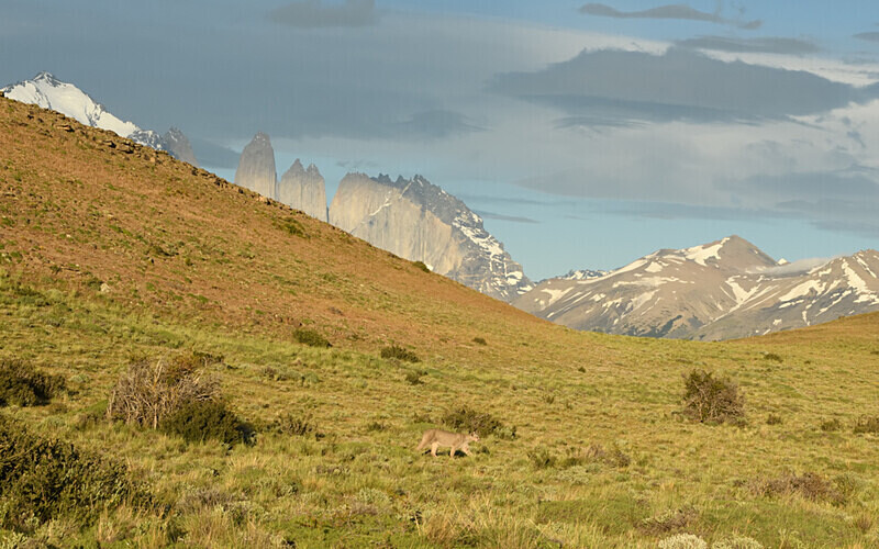  - Patagonie Chilienne: Magellan Channel and Torres del Paine N.P.