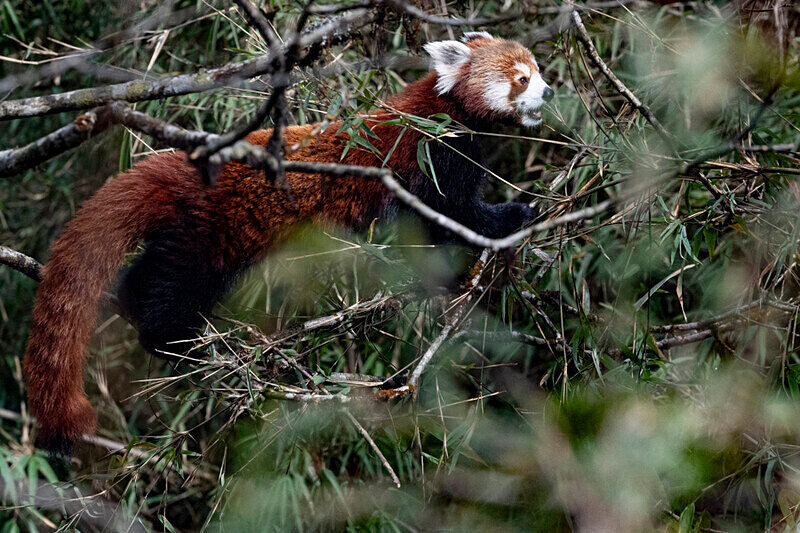 Red Panda - Singalila National Park February 2025 North East India