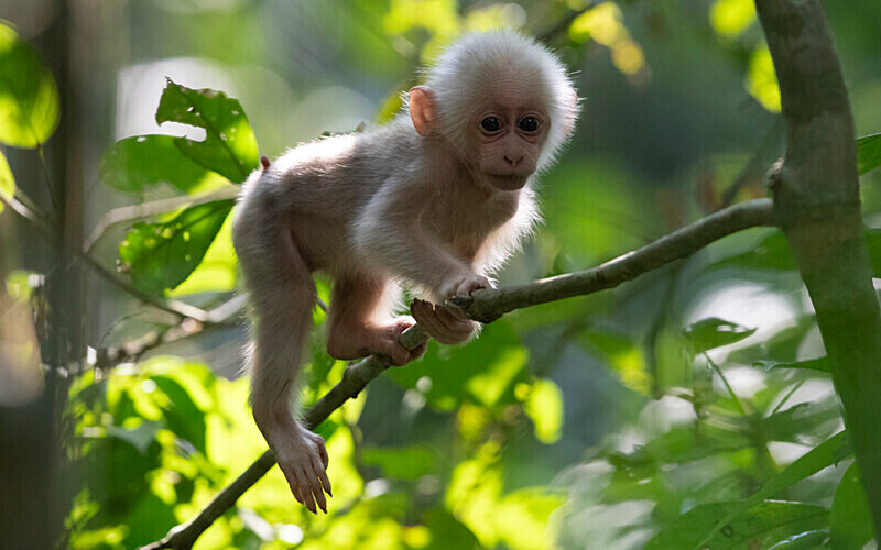 Stump-tailed Macaque baby - Hollongapar wildlife sanctuary North East India 2025