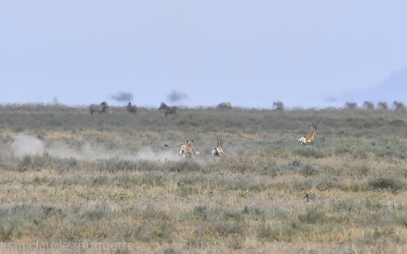 The hunting - Serengeti N.P. and N'Gorongoro Tanzania 2018