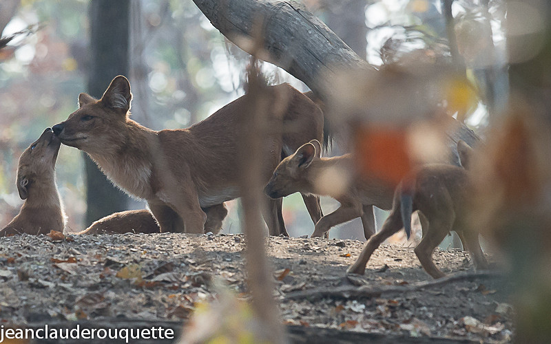 Dholes - Pench national park (India 2016)