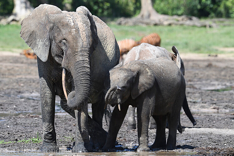  - Dzanga Sangha National Park (République Centrafricaine) 2019