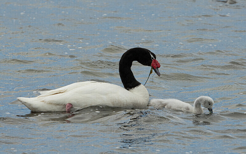 Black necked swan - Patagonie Chilienne: Magellan Channel and Torres del Paine N.P.