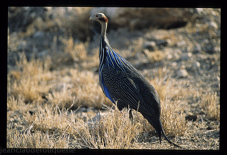Vulturine Guineafowl - Samburu national park (Kenya 2009)