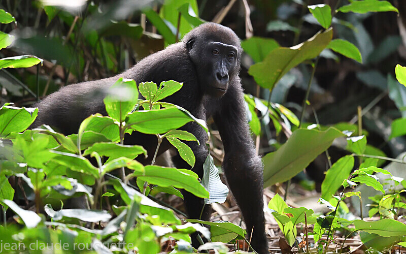  - Odzala National Park (République du Congo (2019)