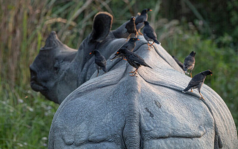 Rhino - Kaziranga National Park Noth East India 2025