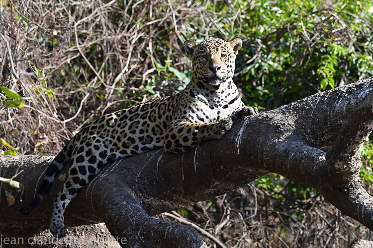  - Pantanal 2018 Porto Jofré