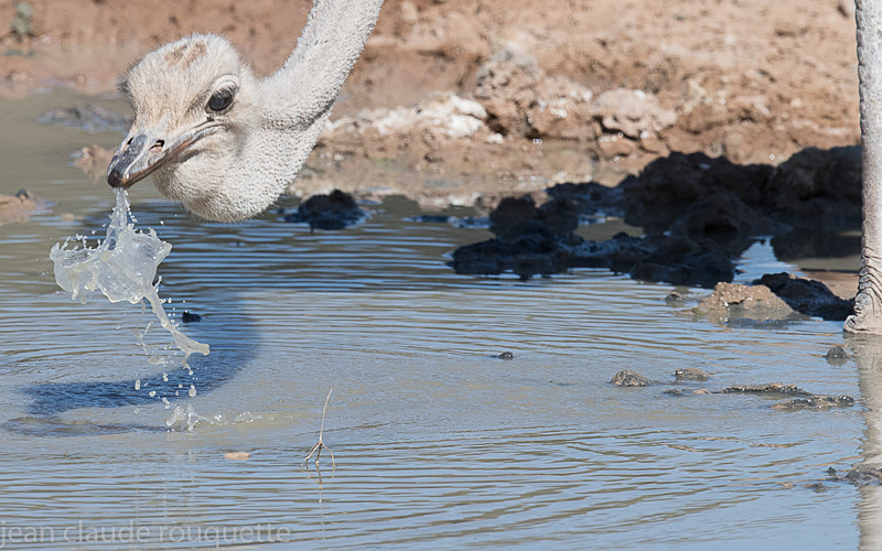  - Kgalagadi transfrontier park (2017)