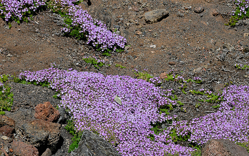 Thym on the pico mountain - Açores 2020