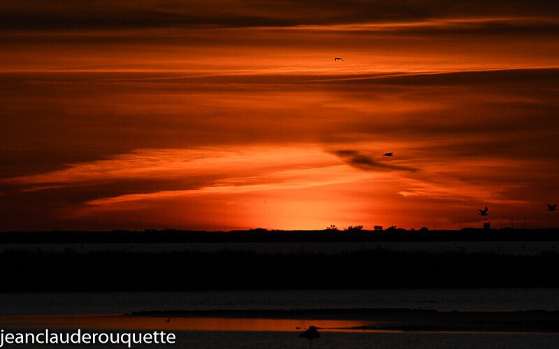 Goélands au coucher de soleil sur l'étang de grande palun - Méditerranée/ Mediterranean