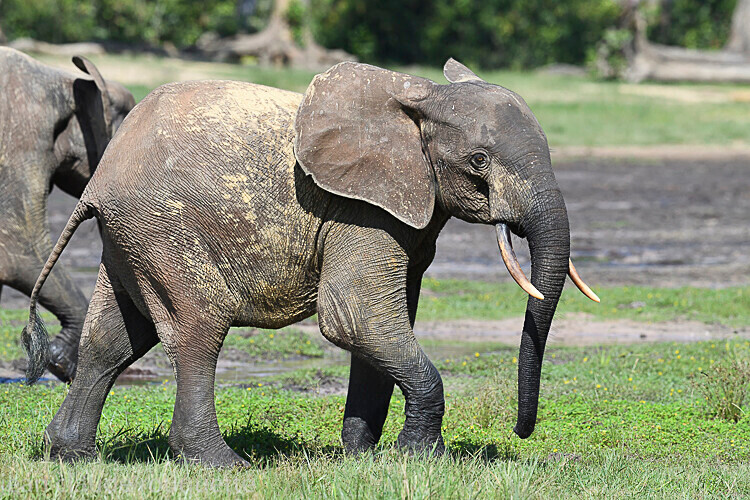  - Dzanga Sangha National Park (République Centrafricaine) 2019