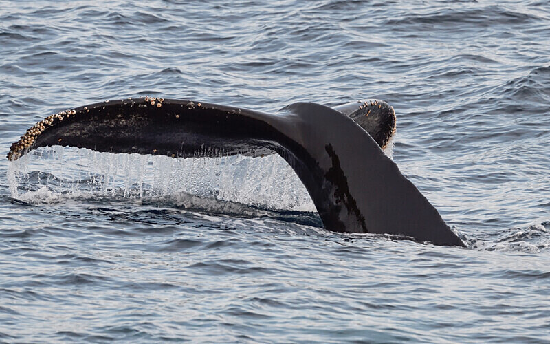 Humpback whale - Ushuaïa Malvinas South Georgia Antartica Peninsula