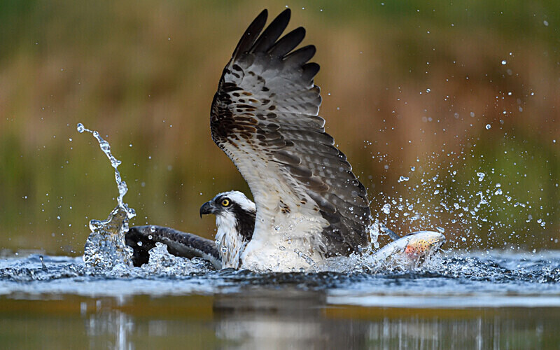  - Shetlands and Cairngorn national park (Scotland)