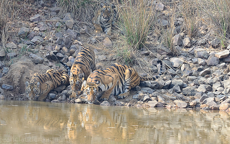  - Tadoba national park (India 2016)