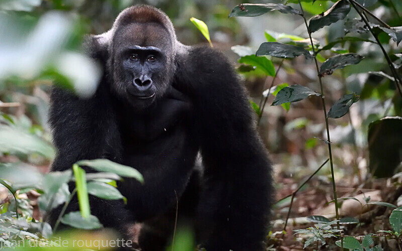  - Odzala National Park (République du Congo (2019)