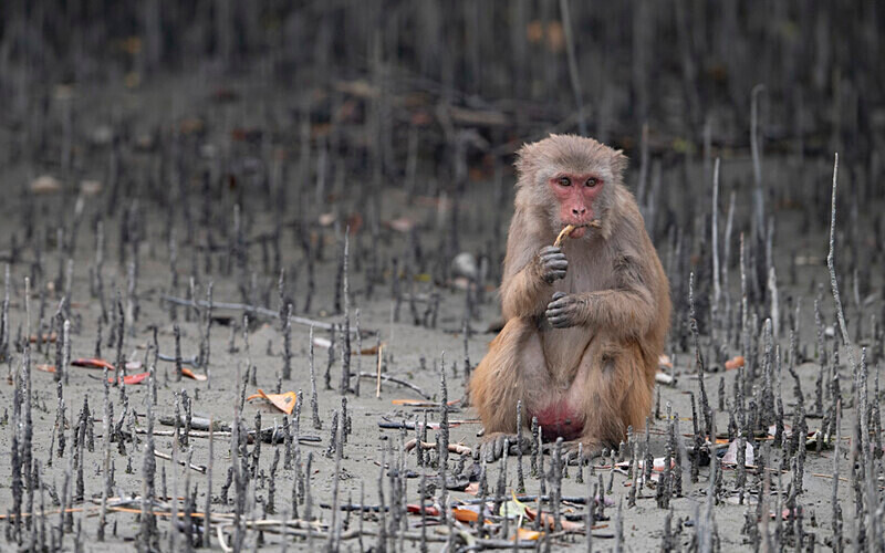 Rhesus Macaques - Sundarban National Park North East India February 2025