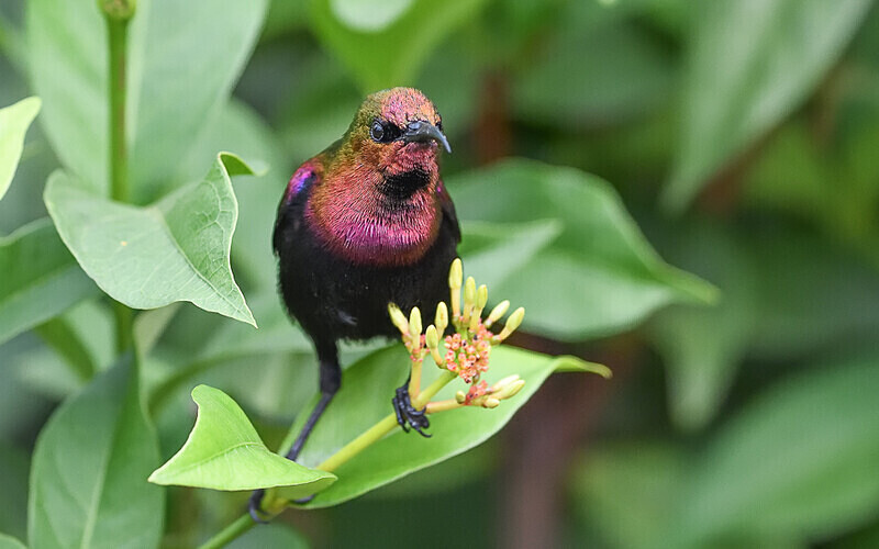 Copper sunbird - Parc national de La Lope (Gabon 2024)