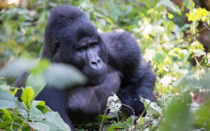 Bwini (Ruhija) - Uganda 2016
