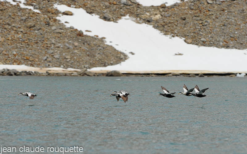 Male eiders. - Svalbard et Norvège 2011
